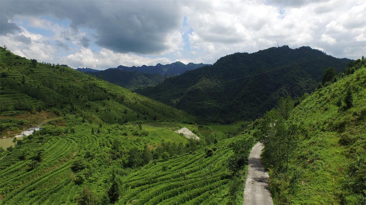 陶源茗安化黑茶茶园的航拍图片